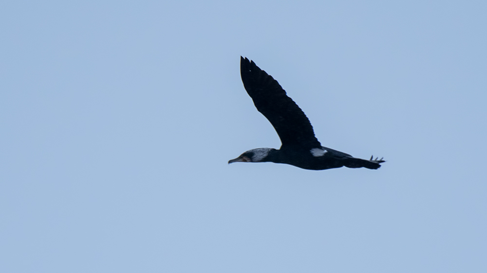 Great Cormorant